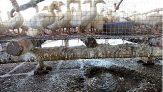 畜禽养殖废水处理技术